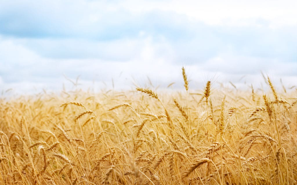 Photo of How Rich the Harvest